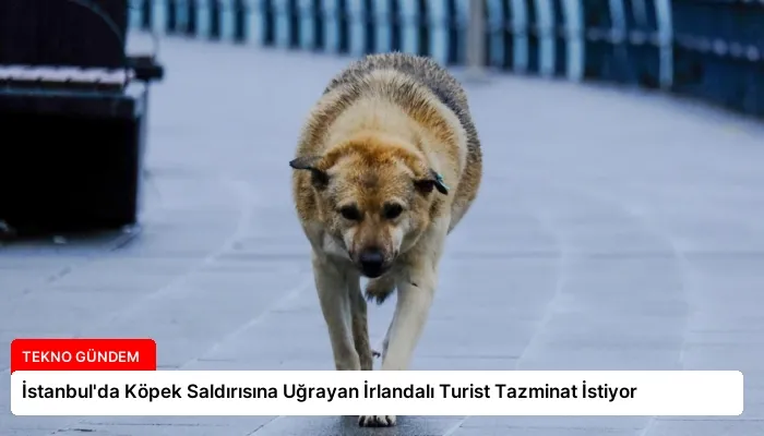 İstanbul’da Köpek Saldırısına Uğrayan İrlandalı Turist Tazminat İstiyor