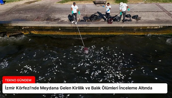 İzmir Körfezi’nde Meydana Gelen Kirlilik ve Balık Ölümleri İnceleme Altında