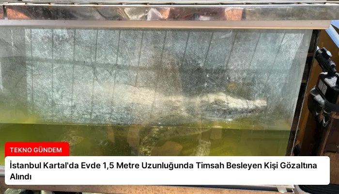 İstanbul Kartal’da Evde 1,5 Metre Uzunluğunda Timsah Besleyen Kişi Gözaltına Alındı