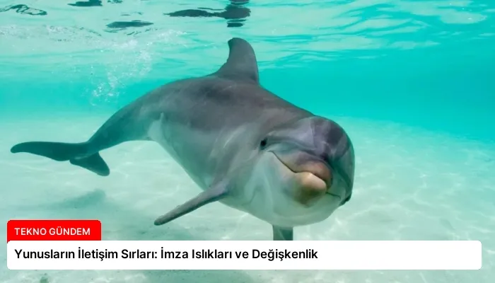 Yunusların İletişim Sırları: İmza Islıkları ve Değişkenlik