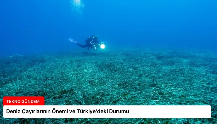 Deniz Çayırlarının Önemi ve Türkiye’deki Durumu