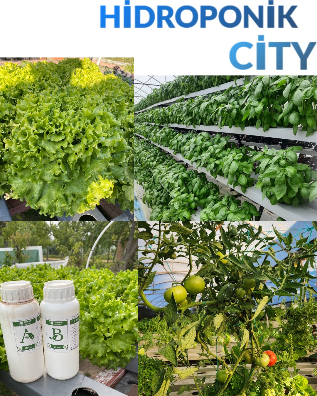 Topraksız Tarım (Hidroponik) Nedir? Evde Nasıl Başlanır? A’dan Z’ye Rehber