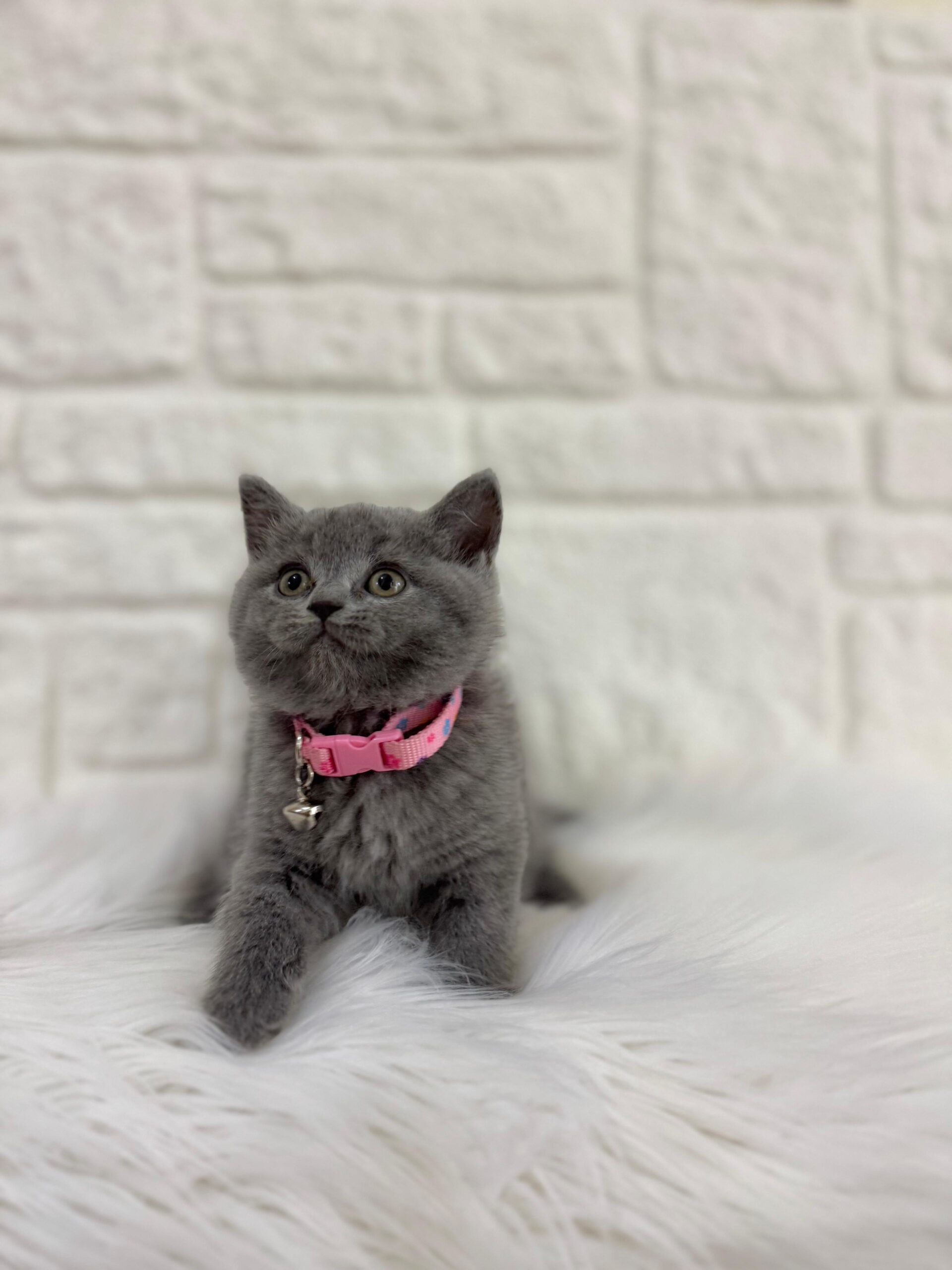British Shorthair Kedileri Sakin ve Uyumlu Ev Arkadaşları