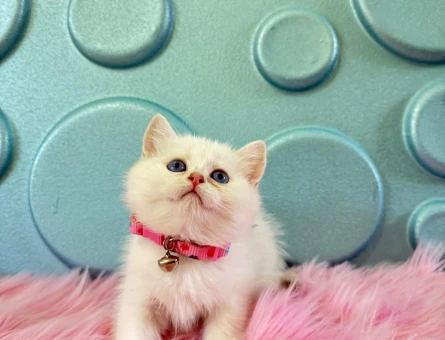 British Shorthair Evinizin Neşesi