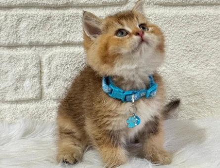 Kedi Sahiplenme ile Hayatınıza Neşe Katın