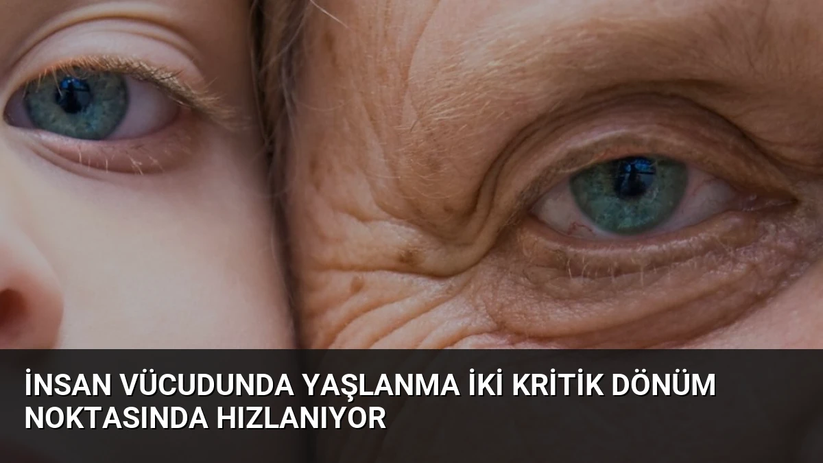 İnsan Vücudunda Yaşlanma İki Kritik Dönüm Noktasında Hızlanıyor