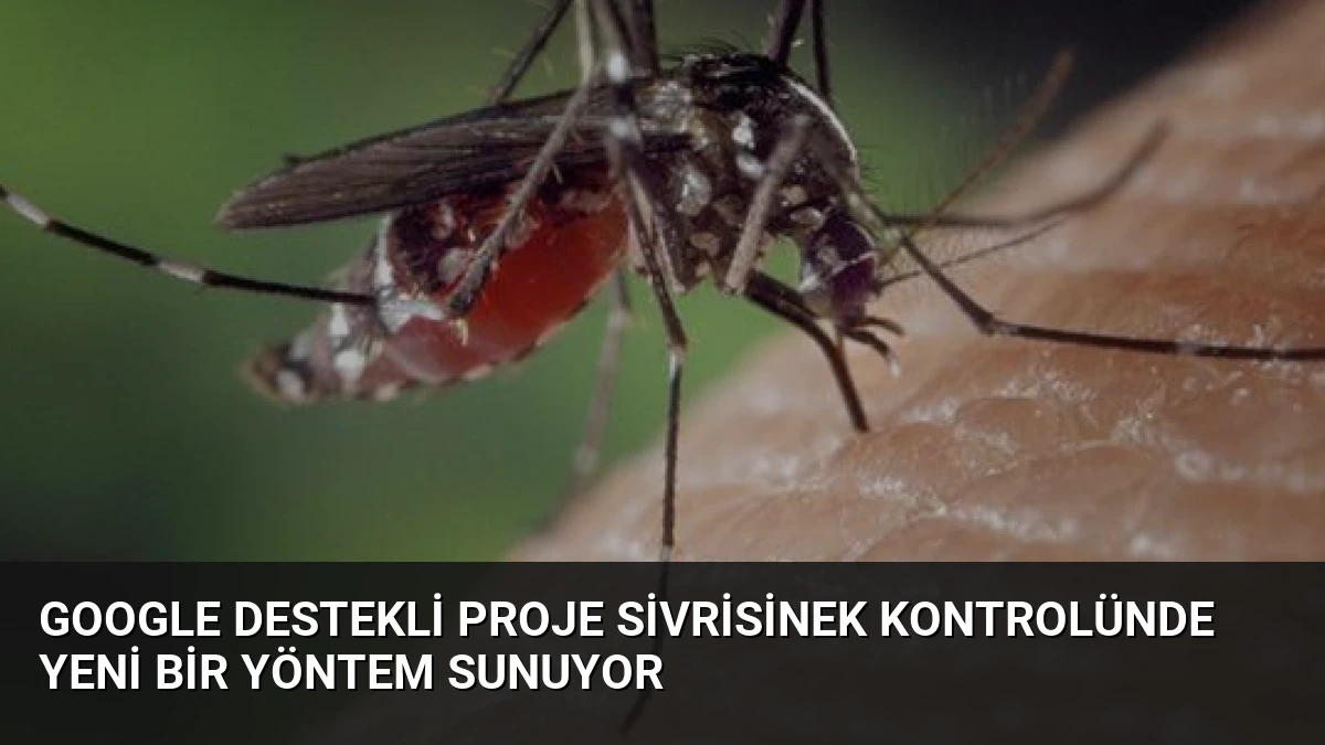 Google Destekli Proje Sivrisinek Kontrolünde Yeni Bir Yöntem Sunuyor